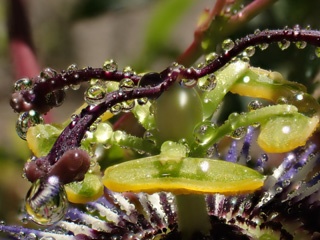 P1114318a.jpg
